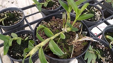 hướng dẫn diệt ốc sên cho Hoa Lan_ Vườn lan Duylinh