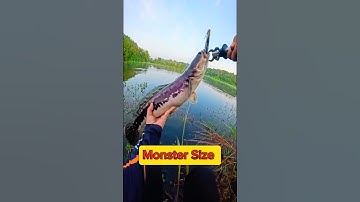 গভীর জলের দৈত্য😱 Monster mach dhora|hook fishing|fish trap #fishing #shorts #ytshorts