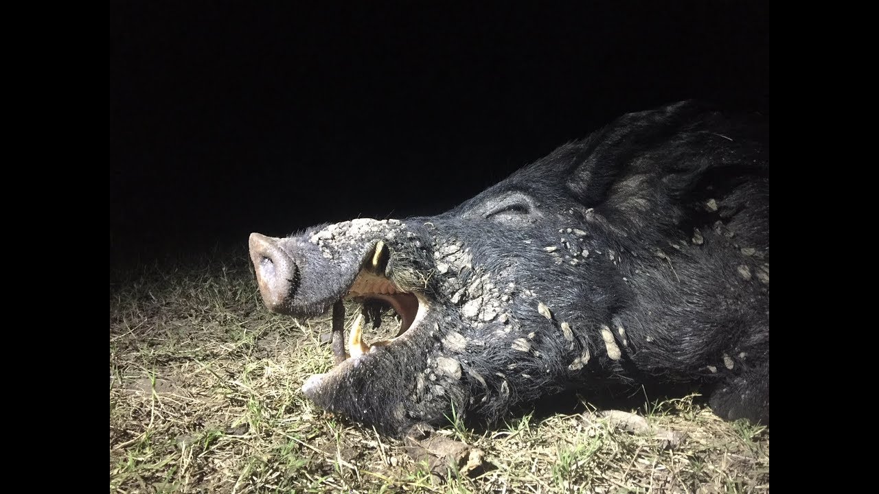 BLR Hog Hunting YouTube