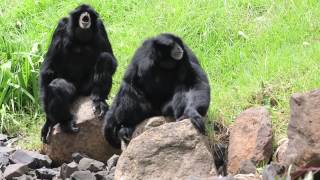 Simian Apes at Dubbo Zoo