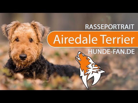 Video: Airedale Terrier Hunderasse Hypoallergen, Gesundheit Und Lebensdauer