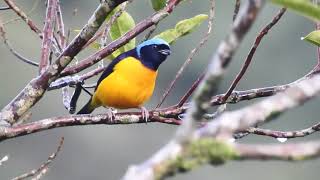 Euphonia cyanocephala - Golden-rumped Euphonia - Eufonia Cabeciazul