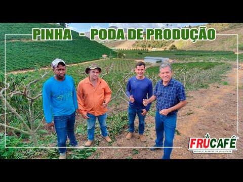 Vídeo: A Poda Das Safras De Frutas E Bagas E O Desbaste De Vegetais Têm Um Efeito Positivo Na Produção