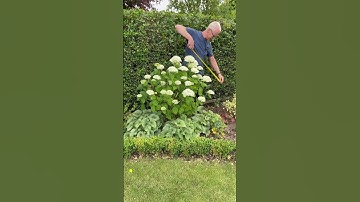 Hydrangea Annabelle // how you prune determines the size and quantity of your flowers