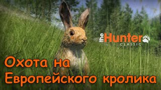 Охота на европейского кролика (В шкуре новичка) - the Hunter Classic