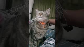 Tommy The Tabby Cat | Rescue Cat 😍 #cat by Tommy&Barbie Cat Channel 195 views 11 months ago 3 minutes, 20 seconds