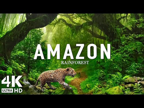 AMAZON 4K - The World’s Largest Tropical Rainforest | Amazing Nature | 4K Video UHD