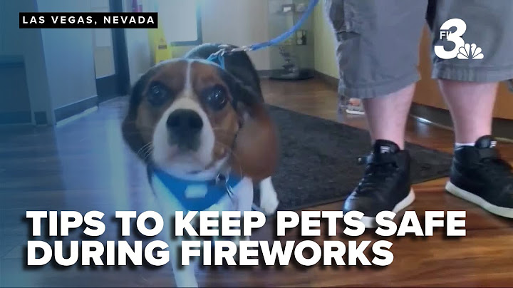 The Animal Foundation offers tips to keep dogs safe and sound during fireworks
