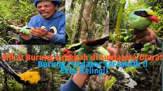 Download Lagu Mikat burung Predator Tercantik di Sumatera Utara!!Ekek Keling!! #jombapetualang MP3 Download Lagu Mikat burung Predator Tercantik di Sumatera Utara!!Ekek Keling!! #jombapetualang MP3