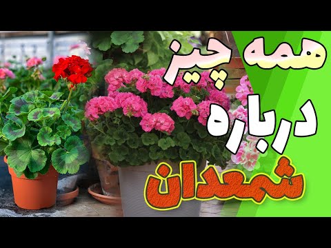 تصویری: شمعدانی معطر: عکس، تولید مثل و مراقبت در خانه