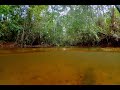 Habitat of Hyphessobrycon herbertaxelrodi and Apistogramma trifasciata, Mato Grosso do Sul, Brazil.