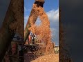 Уборка пшеницы 2021