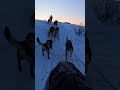 Mushing A Dog Team Across The Arctic Of Alaska Mushing A Dog Team Across The Arctic Of Alaska