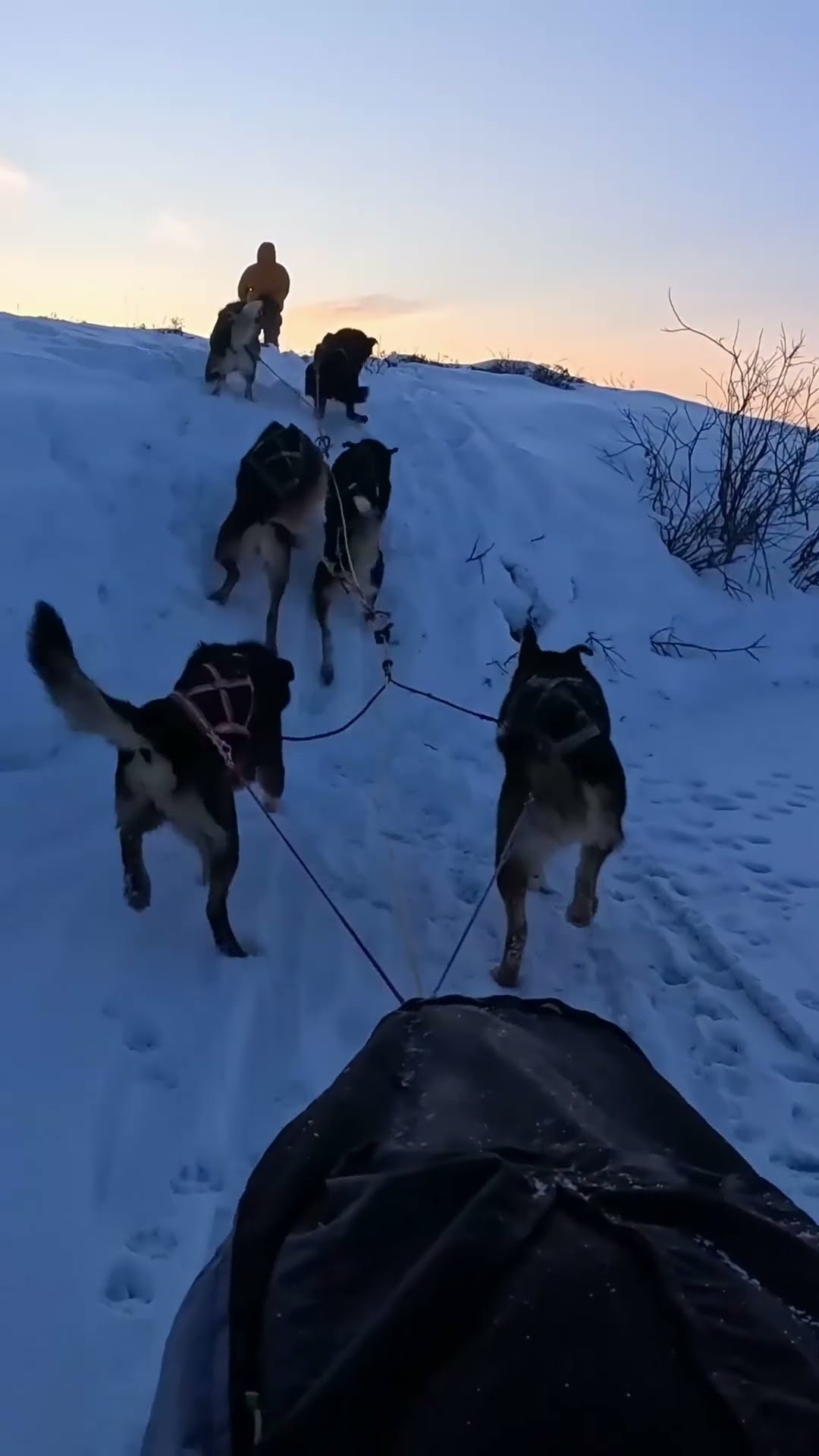 Mushing a dog team across the arctic of Alaska