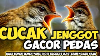 Download Lagu MBESEETT PEDAS!! MASTERAN CUCAK JENGGOT GACOR KASARAN PEDAS || CUCAK JENGGOT GACOR JERNIH MP3 Download Lagu MBESEETT PEDAS!! MASTERAN CUCAK JENGGOT GACOR KASARAN PEDAS || CUCAK JENGGOT GACOR JERNIH MP3