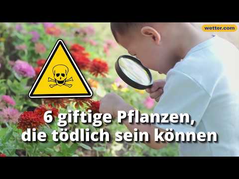 Video: Gelbe Blumen: Namen, Beschreibung. Gelbe Garten- und Feldblumen