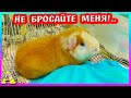 СРОЧНО везем Нафаню в Симферополь! / Alisa Easy Pets