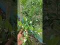 pakistani pati lemon . pakistani pati lemon farming. pati lemon . all time pati lemon verity.
