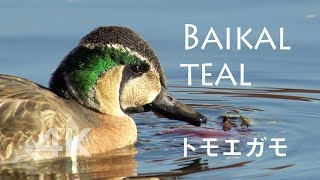Baikal teal Close-up