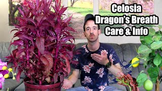 Celosia - Dragon's Breath - Care & Info