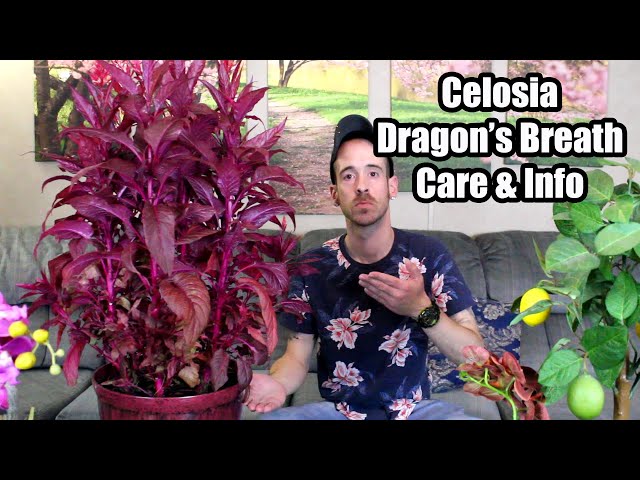 Celosia - Dragon's Breath - Care & Info - YouTube