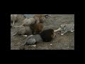 Уже уникальные кадры кормления львов!  Already unique video of lions feeding!