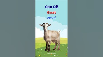 Con Dê - Học từ vựng và phát âm tiếng Anh #thaytuvuitinh