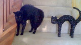 HAVE A LAUGH - Super funny ANIMAL VIDEOS compilation