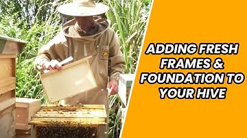 Beekeeping Guide: Adding fresh frames & foundation to your hive