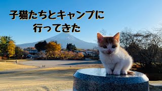 We went camping with kittens by 猫’s（ネコズ ）チャンネル 753 views 1 year ago 2 minutes, 14 seconds