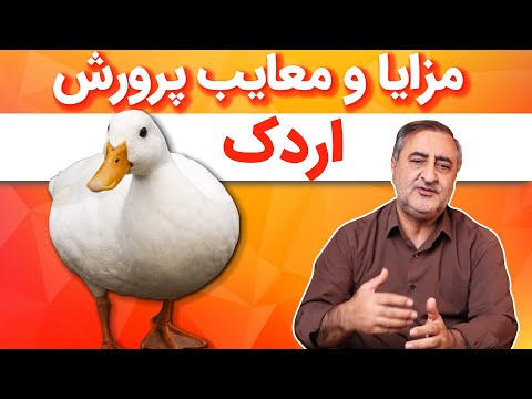 تصویری: آیا اردک ها را می توان آموزش داد؟