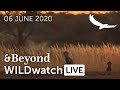 WILDwatch Live | 06 June, 2020 | Afternoon Safari | South Africa
