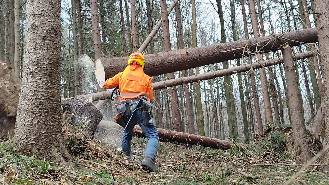 Nebezpečné zpracování popadaných a nakloněných stromů, 496-2023 ...