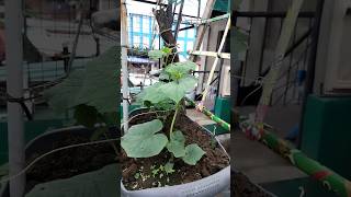 rooftop garden namin #betashort #rooftopgarden #satisfyling #viralvideo @erza Fernandez vlog rooftop garden namin #betashort #rooftopgarden #satisfyling #viralvideo @erza Fernandez vlog