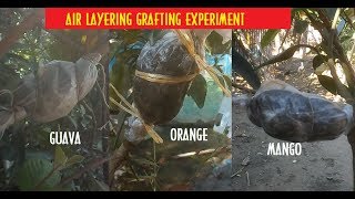 Air Layering Grafting experiment on Guava Orange Mango tree