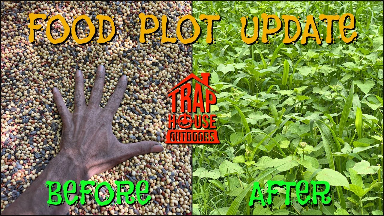 FOOD PLOT UPDATE!!! [The Highs & Lows + Planting an Additional 5 Acres]🌱🍀🌻 