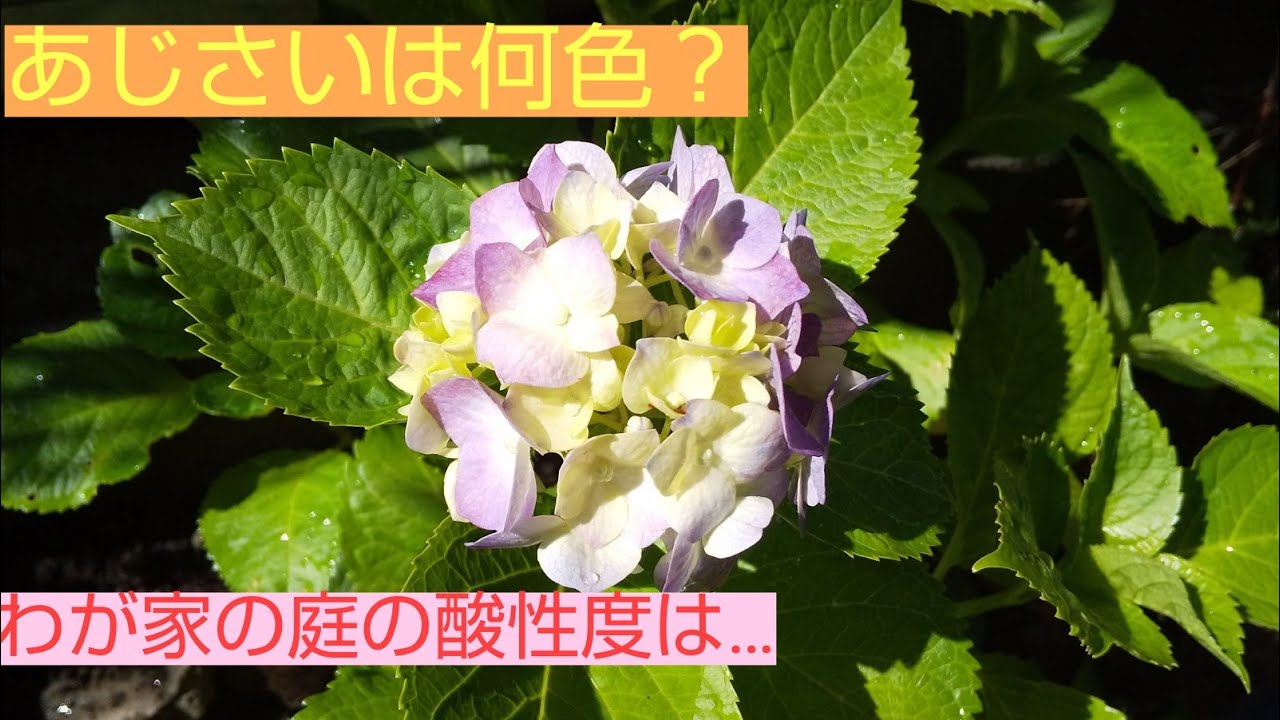 【初投稿】あじさいと酸性度 ️ - YouTube