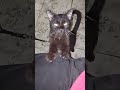 minta makan sedikit maksa #cat #kucinganggoralucudanimut #kucingbelangtiga #funny