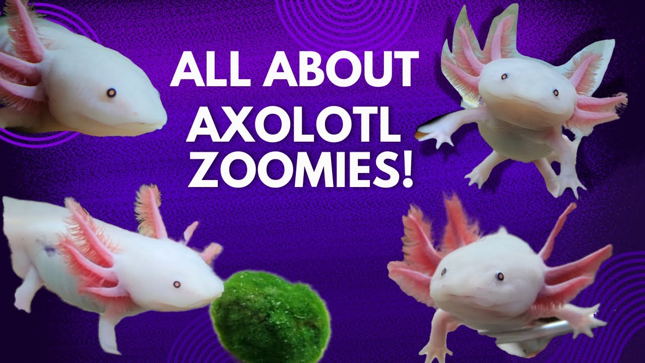do-axolotls-get-zoomies-youtube