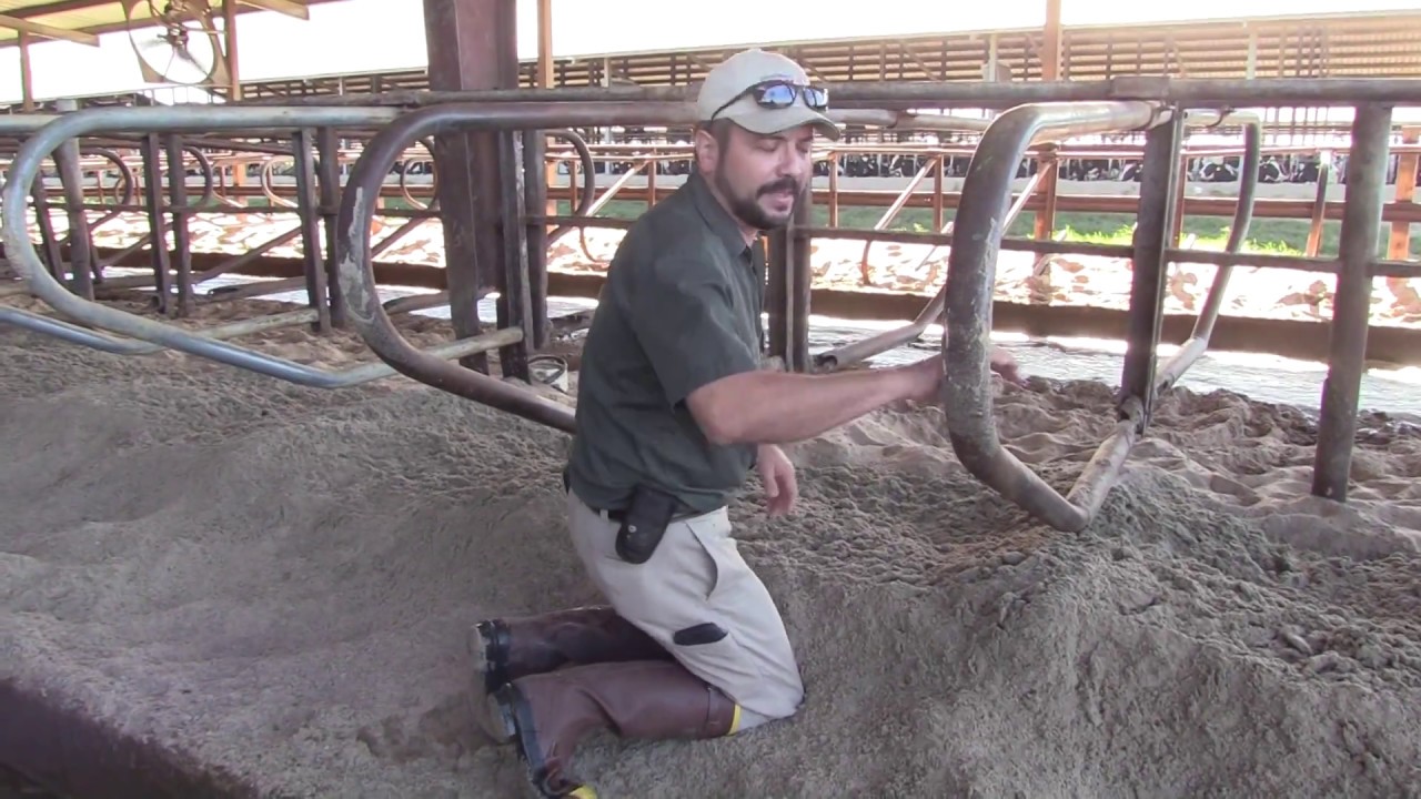 Vet Talk with a Dairy Vet Cow Comfort YouTube