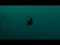 How to Find Tadpole MK1 Depth Module in Subnautica 2 | 2026 Up To Date Tutorial!