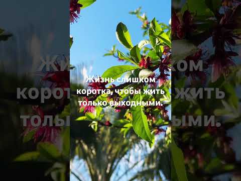 Чудесное Утро! #shorts #shortsfeed #выходные #жизньвамерике #имиграция #переезд #сша #калифорния