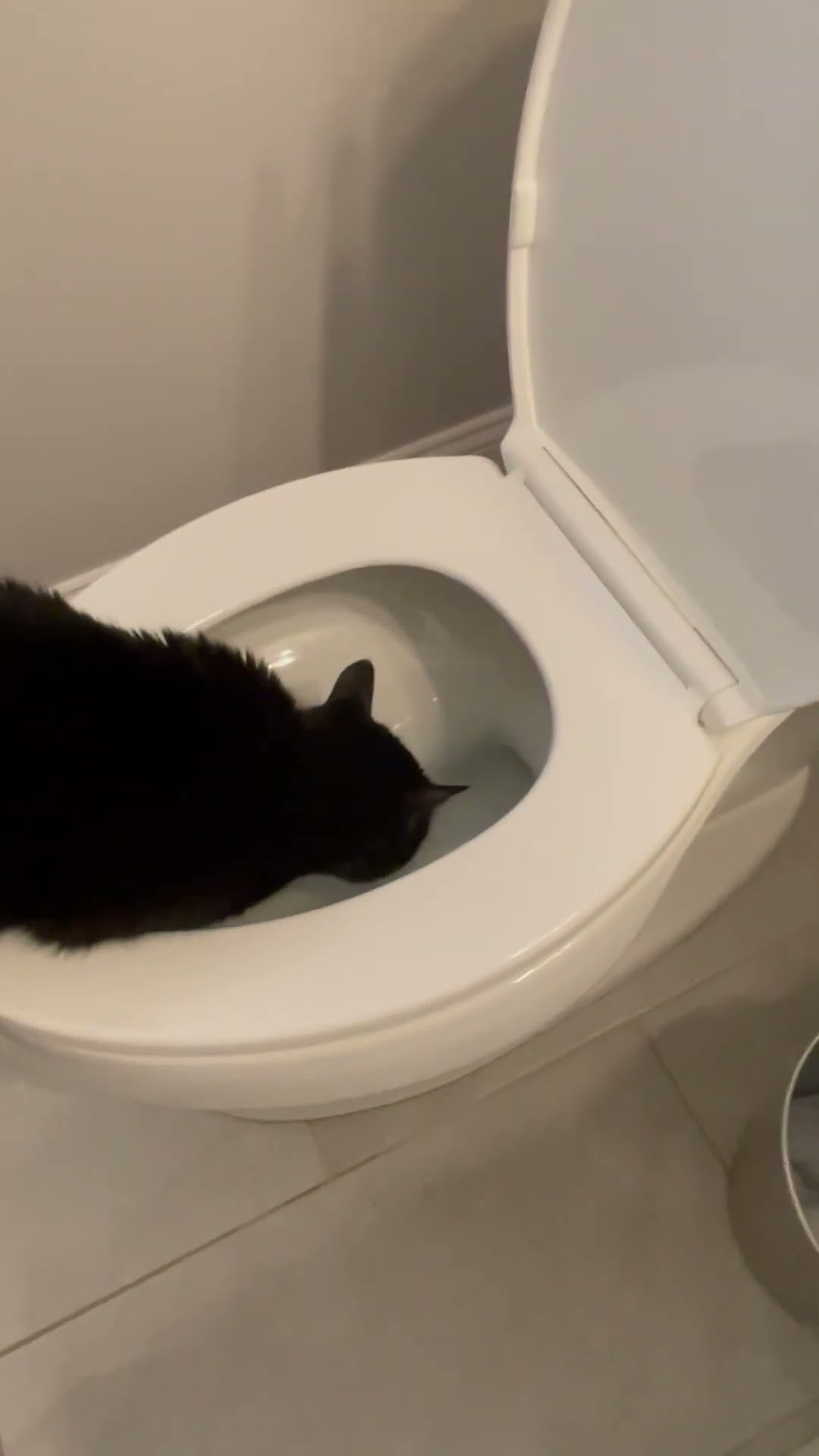 Cat Prefers To Drink From Toilet || ViralHog