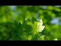Introduction to photosynthesis