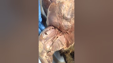 CCD A&P 1, Cat dissection (hindlimb 1)