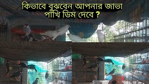 জাভা পাখির ডিম পাড়ার লক্ষণ গুলি কি কি ?