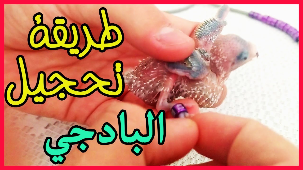 🔥تحجيل فرخ البادجي🐦 و الطريقة الصحيحة لوضع الخاتم🥰