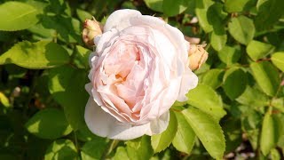 Visiting a public garden - Garten der Sinne
