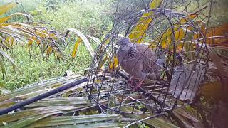 Menjebak Burung Tekukur Dengan Sangkar Jebak