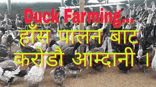Duck Farming in Nepal !!! नेपालमा हाँस पालन बाट मनग्य अाम्दानी !!!